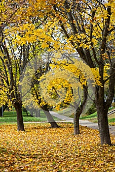 Trees with yellow leaves in the autumn Park. Change of seasons.