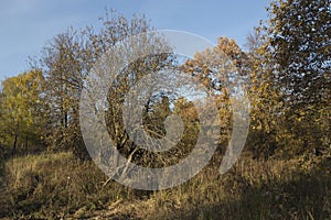 Trees with yellow leaves foliage on branches, dry brown grass on a clear blue sky background. Sunny autumn day in a countryside