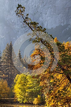 Trees in Yosemite Valley in Yosemite National Park, California