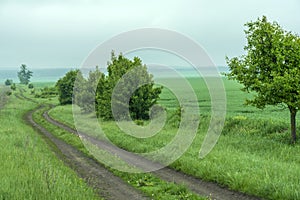 Trees with young foliage along a dirt road.