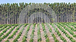 Trees Young Gum Plantation Forestry