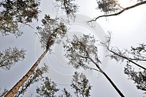 Treescape and blue sky photo