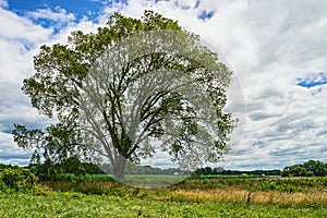 TreeScape