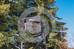 Treestand in a Spruce Patch