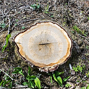Treestump from a Scots pine / Pinus sylvestris