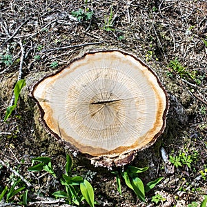 Treestump from a Scots pine / Pinus sylvestris photo