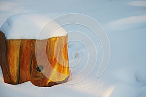 A treestump in snow