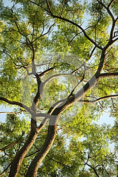 Treetop photo