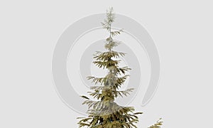Treetop of Abies guatemalensis pine tree on isolated white background. Nature and object concept. 3D illustration rendering