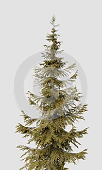 Treetop of Abies guatemalensis pine tree on isolated white background. Nature and object concept. 3D illustration rendering