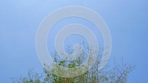 Treetop of bamboo swaying in the wind, blue sky.