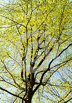 Treetop of a beech in spring