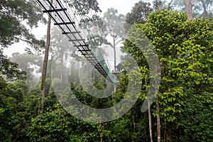 Treetop canopy walkway in Danum Valley primary jungle Lahad Datu