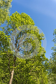 Treetop or crown of the tree. Deciduous tree foliage.