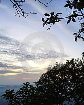 Treetop at forest against sunset sky