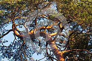 A treetop of an old Scots pine, Pinus sylvestris during in beautiful sunset colors