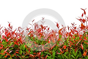 Treetop of red christina leaves, australian rose apple, brush cherry plant or syzygium australe isolated on white background