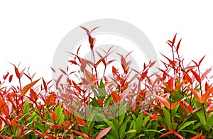 Treetop of red christina leaves, australian rose apple, brush cherry plant or syzygium australe isolated on white background