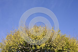 Treetop and Sky