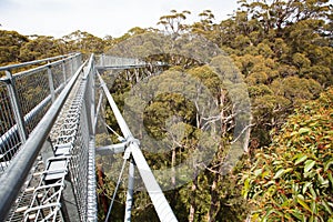 Treetop walking bridge