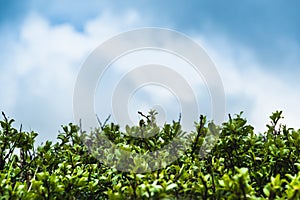 Treetops against blue sky with clouds. Free space for text. Formation of atmosphere front