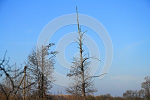 Treetops against the sky