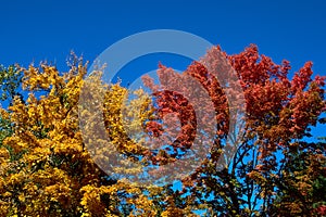 Treetops With Beautiful Fall Colors Against A Bright Blue Sky.