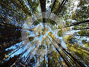 Treetops in early autumn