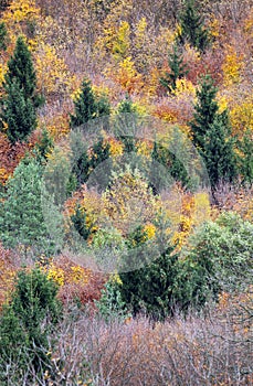 Treetops in a forest in autumn