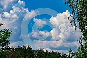 Treetops framing the sunny blue sky. Spring, forest