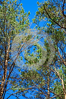 Treetops framing the sunny blue sky. Spring, forest