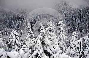 Treetops with fresh snow in mountains