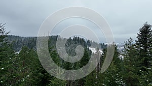 Between treetops of green trees. Forest and mountains, aerial natural landscape