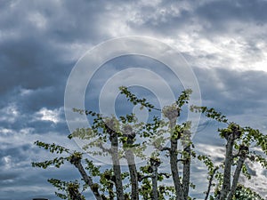 Treetops with small green leaves on a cloudy sky background