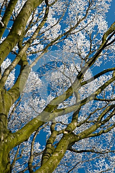 Treetree in hoarfrost photo