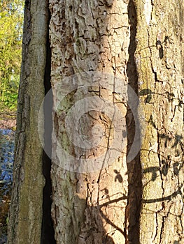 Treetrunk bark