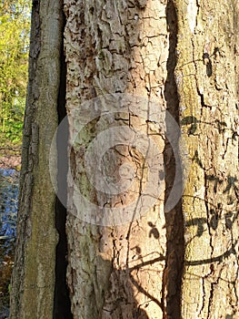 Treetrunk bark photo