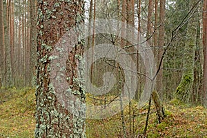Treetrunk with lichen in a  Pine forest with mossy ground photo