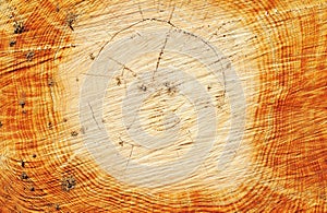 Treetrunk with many annual rings