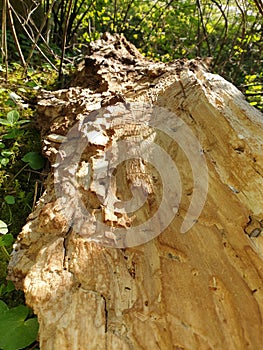 Treetrunk in a park