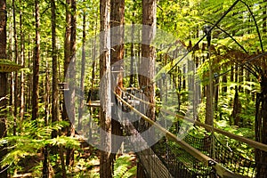 Treewalk through Forest of Tree Ferns and Giant Redwoods in Whakarewarewa Forest near Rotorua, New Zealand