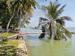 Treeâ€‹ near theâ€‹ water.