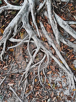 Treeâ€‹ ofâ€‹ rootsâ€‹