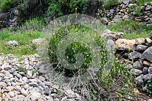 Trek in Israel