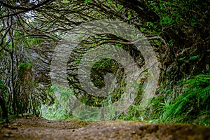 trek path in the woods