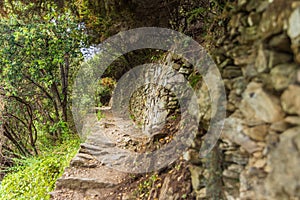 Treking path through the Cinque Terre park, Italy photo