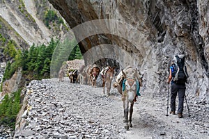 Trekker on Annapurna circuit in Nepal