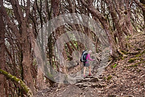 Trekker in the forest on the way to Annapurna base camp, Nepal