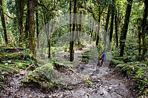 Trekker in the forest on the way to Annapurna base camp, Nepal