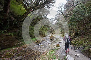 Trekker in the forest on the way to Annapurna base camp, Nepal